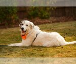 Small Photo #4 Great Pyrenees Puppy For Sale in Spring, TX, USA