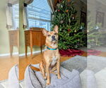 Small #5 Boston Terrier Mix