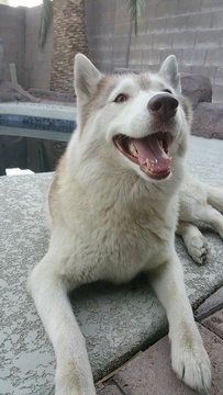 Medium Photo #1 Siberian Husky Puppy For Sale in MESA, AZ, USA