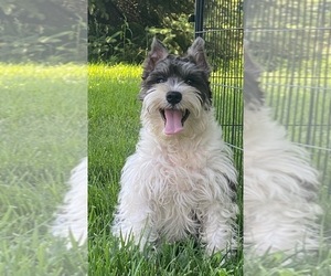 Schnauzer (Miniature) Puppy for sale in CANOGA, NY, USA