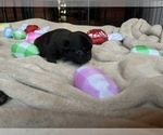 Small Photo #39 Pug Puppy For Sale in BLOOMINGTON, IL, USA