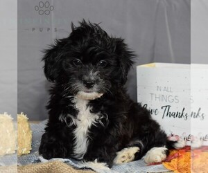 Shih-Poo Puppy for sale in SUNBURY, PA, USA