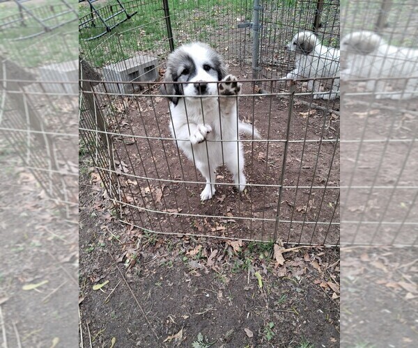 Medium Photo #1 Great Pyrenees Puppy For Sale in BANCROFT, WI, USA