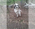Puppy Marilyn Munro Great Pyrenees