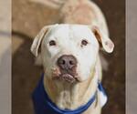 Small American Staffordshire Terrier