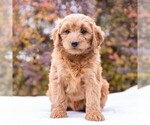 Small Photo #4 Goldendoodle-Poodle (Miniature) Mix Puppy For Sale in MYERSTOWN, PA, USA