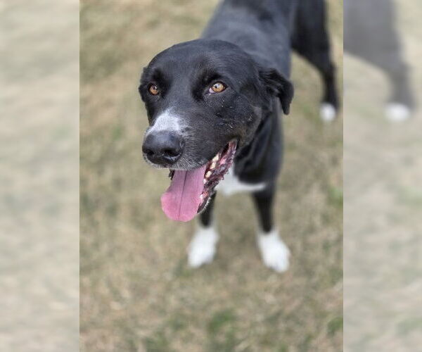 Medium Photo #1 Labrador Retriever Puppy For Sale in Temple, TX, USA