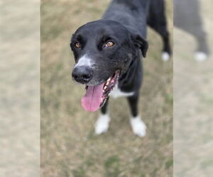 Labrador Retriever Dogs for adoption in Temple, TX, USA