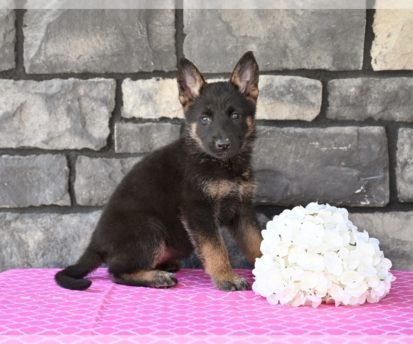 Medium Photo #2 German Shepherd Dog Puppy For Sale in MILLERSBURG, OH, USA