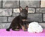 Small #1 German Shepherd Dog
