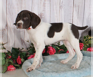 German Shorthaired Pointer Puppy for sale in PENNS CREEK, PA, USA