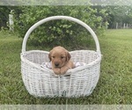 Puppy Rosie Golden Retriever