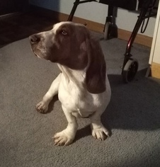 Mother of the Basset Hound puppies born on 06/13/2018