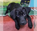 Small Labrador Retriever Mix