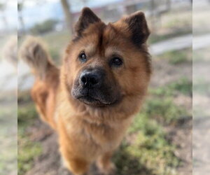 Chow Chow Dogs for adoption in Aurora, CO, USA
