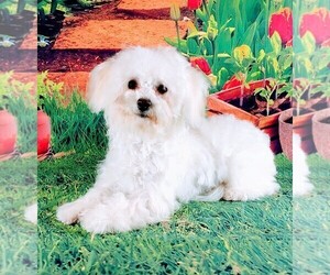 Bichon Frise Puppy for sale in WINSTON SALEM, NC, USA