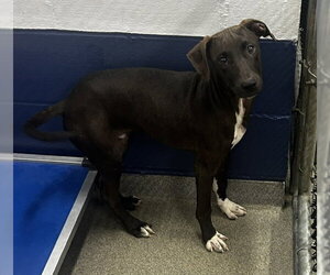 Labrador Retriever-Unknown Mix Dogs for adoption in Sterling, MA, USA