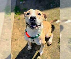 Mutt Dogs for adoption in Sacramento, CA, USA