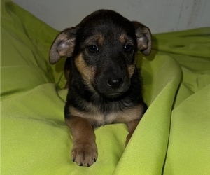Fox Terrier (Toy)-Miniature Australian Shepherd Mix Puppy for sale in SILVER CREEK, NY, USA
