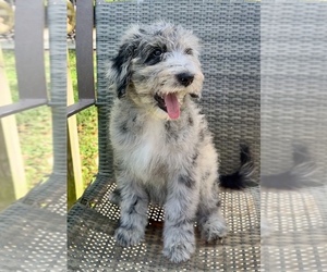 Aussiedoodle Puppy for Sale in LAKELAND, Florida USA