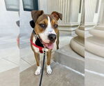 Small #42 Bullboxer Pit