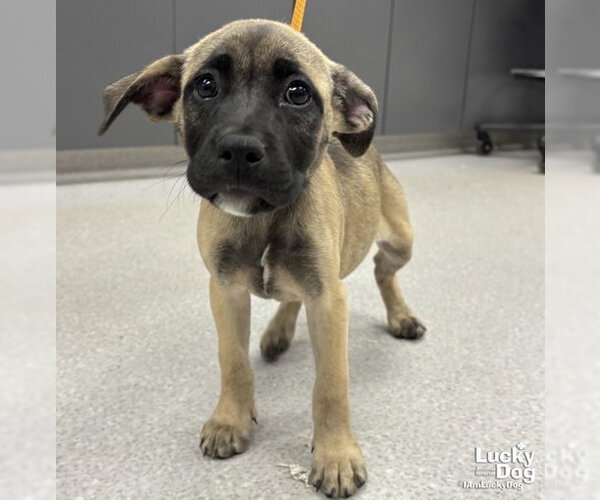 Medium Photo #3 Mutt Puppy For Sale in Washington, DC, USA