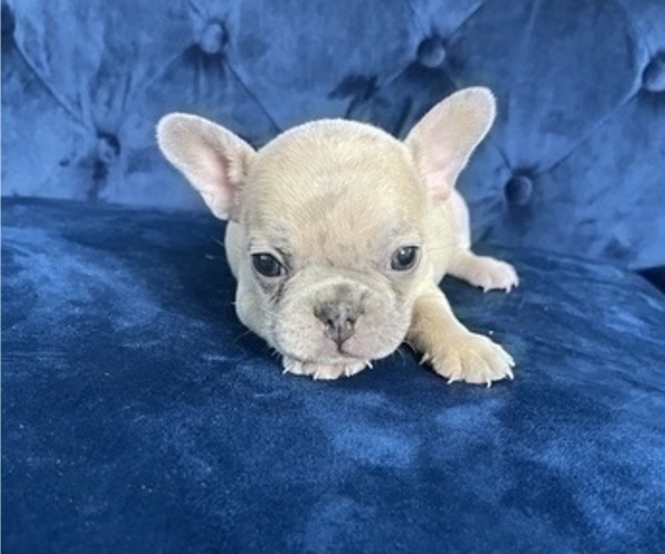 Medium Photo #34 French Bulldog Puppy For Sale in ATLANTA, GA, USA