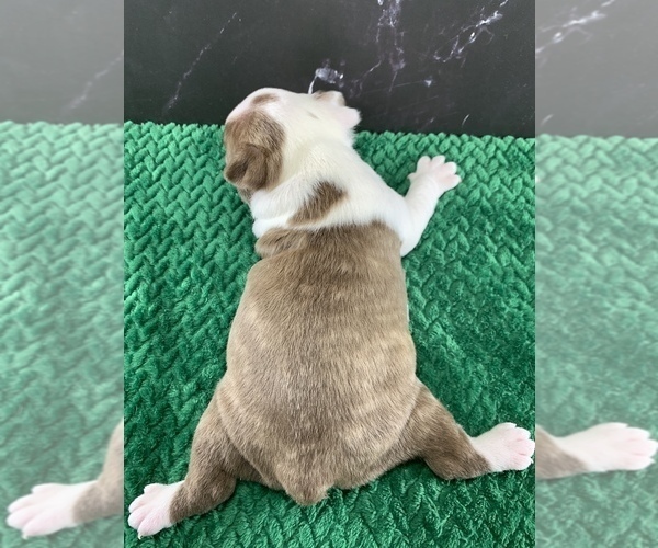 Medium Photo #12 Boston Terrier Puppy For Sale in TULARE, CA, USA