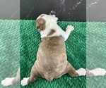 Small #11 Boston Terrier