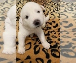 Small Photo #4 Great Pyrenees Puppy For Sale in MYAKKA CITY, FL, USA