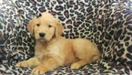 Small Photo #6 Golden Retriever Puppy For Sale in LANCASTER, PA, USA