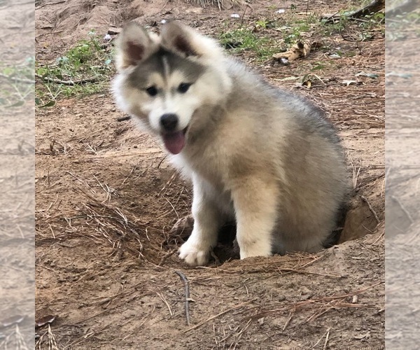 Medium Photo #6 Wolf Hybrid Puppy For Sale in FILLMORE, LA, USA