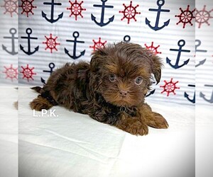 Shorkie Tzu Puppy for sale in WINNSBORO, LA, USA