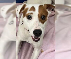 Mutt Dogs for adoption in Webster, WI, USA