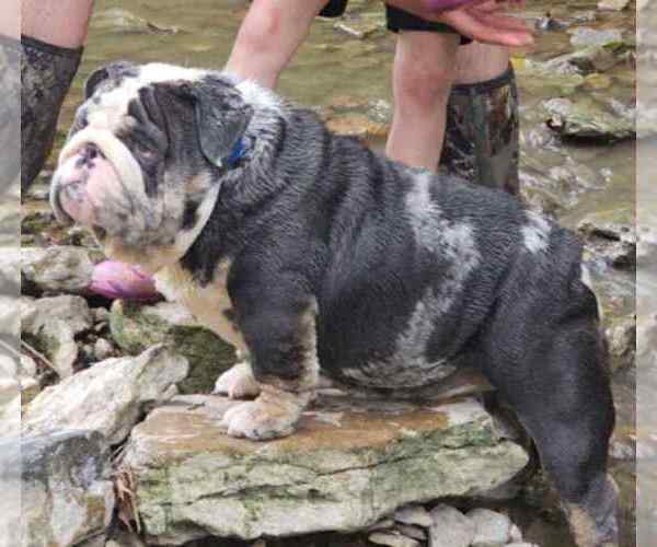 Medium Photo #1 English Bulldog Puppy For Sale in WILLIAMSBURG, OH, USA