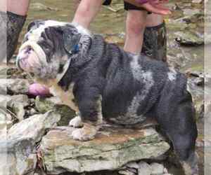 Father of the English Bulldog puppies born on 05/05/2025