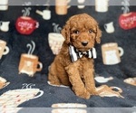 Small #1 Cockapoo (Miniature)