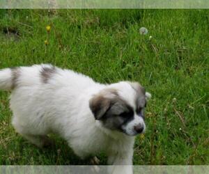 Great Pyrenees Puppy for sale in TEMPERANCE, MI, USA