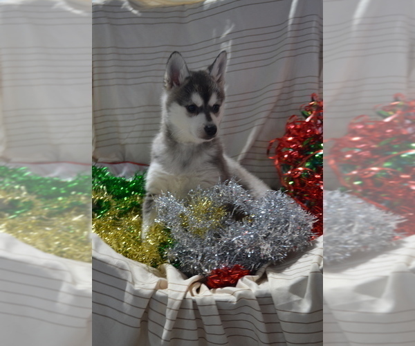 Medium Photo #5 Alaskan Klee Kai Puppy For Sale in GREENWOOD, WI, USA