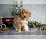 Small #2 Poodle (Miniature)
