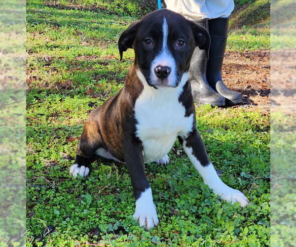 Medium Photo #6 American Pit Bull Terrier-Unknown Mix Puppy For Sale in Wetumpka, AL, USA