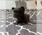Puppy Puppy 3 French Bulldog