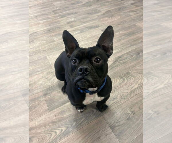 Medium Photo #1 American Staffordshire Terrier-French Bulldog Mix Puppy For Sale in Duluth, MN, USA