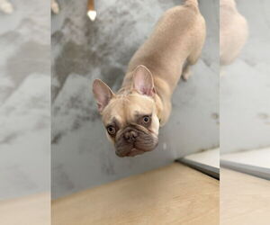 French Bulldog Dogs for adoption in Studio City, CA, USA