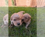 Small #7 Golden Retriever