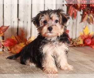 Yo-Chon Puppy for sale in MOUNT VERNON, OH, USA