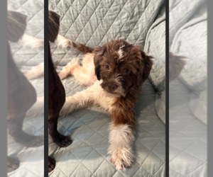 Havamalt Puppy for sale in BELL GARDENS, CA, USA