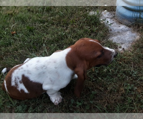 Medium Photo #3 Basset Hound Puppy For Sale in SPARTA, MO, USA