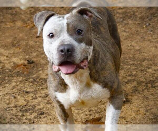 Medium Photo #2 American Staffordshire Terrier Puppy For Sale in Tallahassee, FL, USA