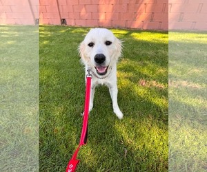 Golden Retriever-Unknown Mix Dogs for adoption in San Diego, CA, USA